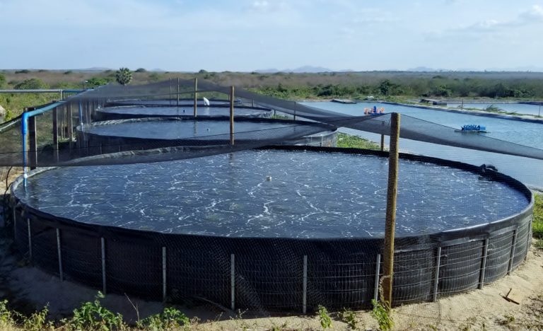 Curso de Produção de Tilápia e Camarão Marinho em Sistema de Bioflocos